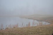 11th Mar 2013 - Foggy morning