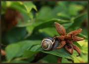 9th Aug 2012 - Snail and Tree Peony Seed Head