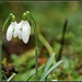 Snowdrops  by jankoos