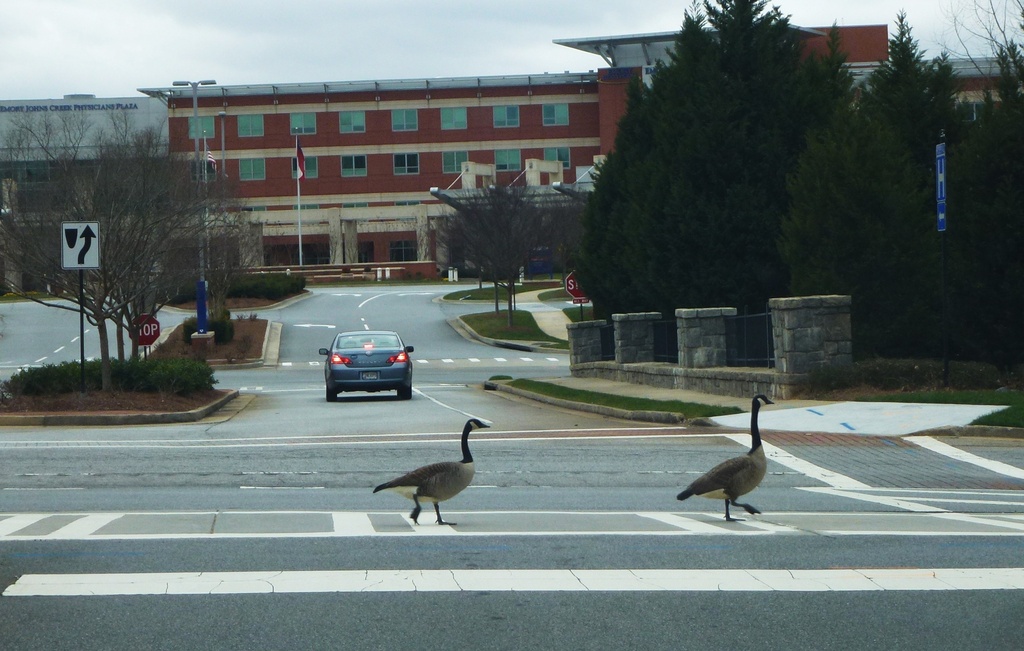 Goose crossing by margonaut