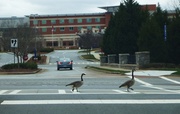 5th Mar 2013 - Goose crossing