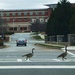 Goose crossing by margonaut