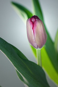 13th Mar 2013 - Single Tulip
