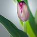 Single Tulip by gardencat