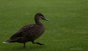 11th Mar 2013 - kings park duck