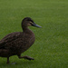 kings park duck by winshez