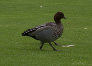 12th Mar 2013 - three legged duck