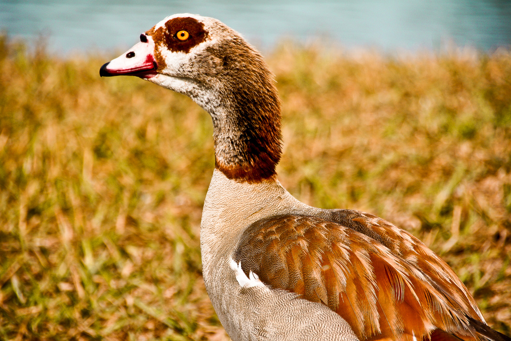 Egyptian Goose by danette