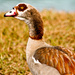 Egyptian Goose by danette