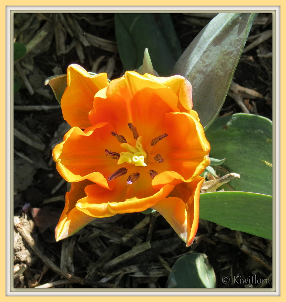 Tulip 'Princess Irene' by kiwiflora
