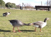 13th Mar 2013 - Kiss Chase - goose style!
