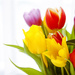 Day 072 - Tulips by stevecameras
