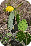 13th Mar 2013 - prickly pear cactus