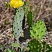 prickly pear cactus by mjmaven