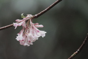 13th Mar 2013 - Pale pink and fragrant...