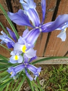 13th Mar 2013 - Stack of Irises