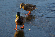14th Mar 2013 - ducks on ice