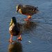 ducks on ice by iiwi
