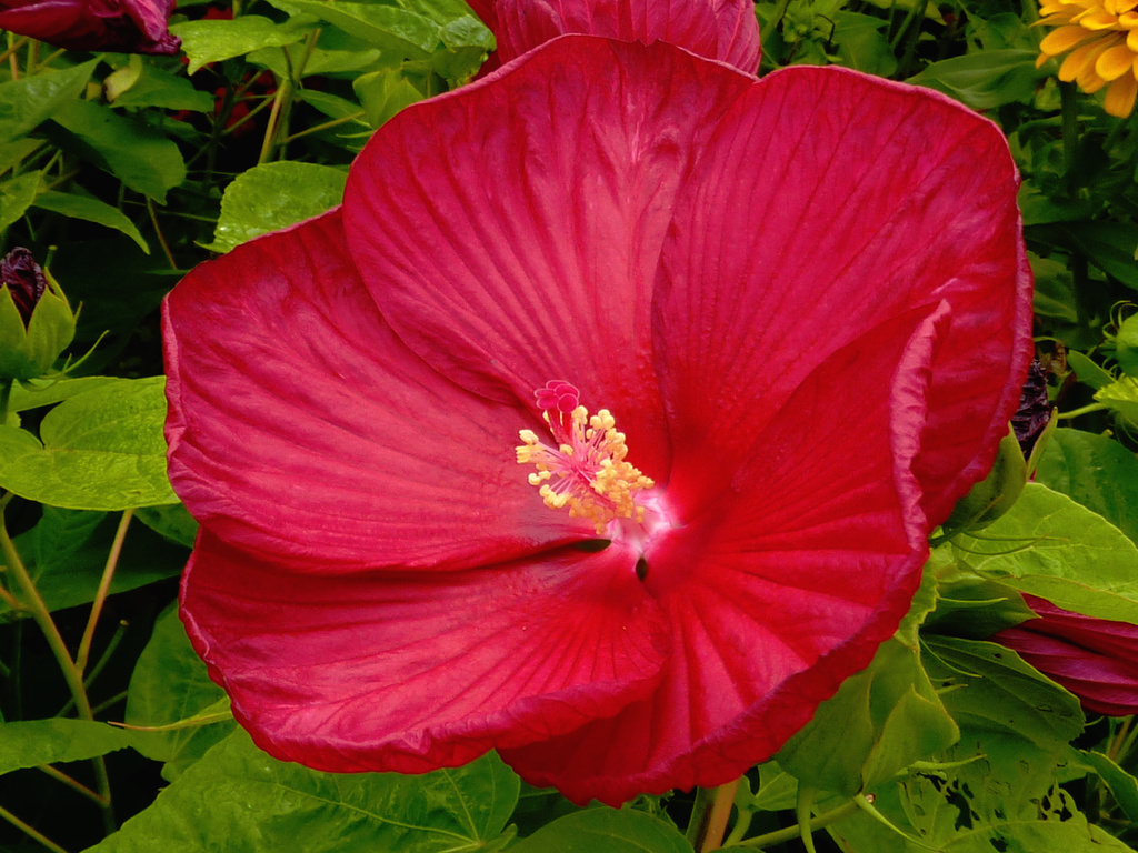 Dinner Plate Hibiscus by denisedaly
