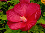 14th Mar 2013 - Dinner Plate Hibiscus