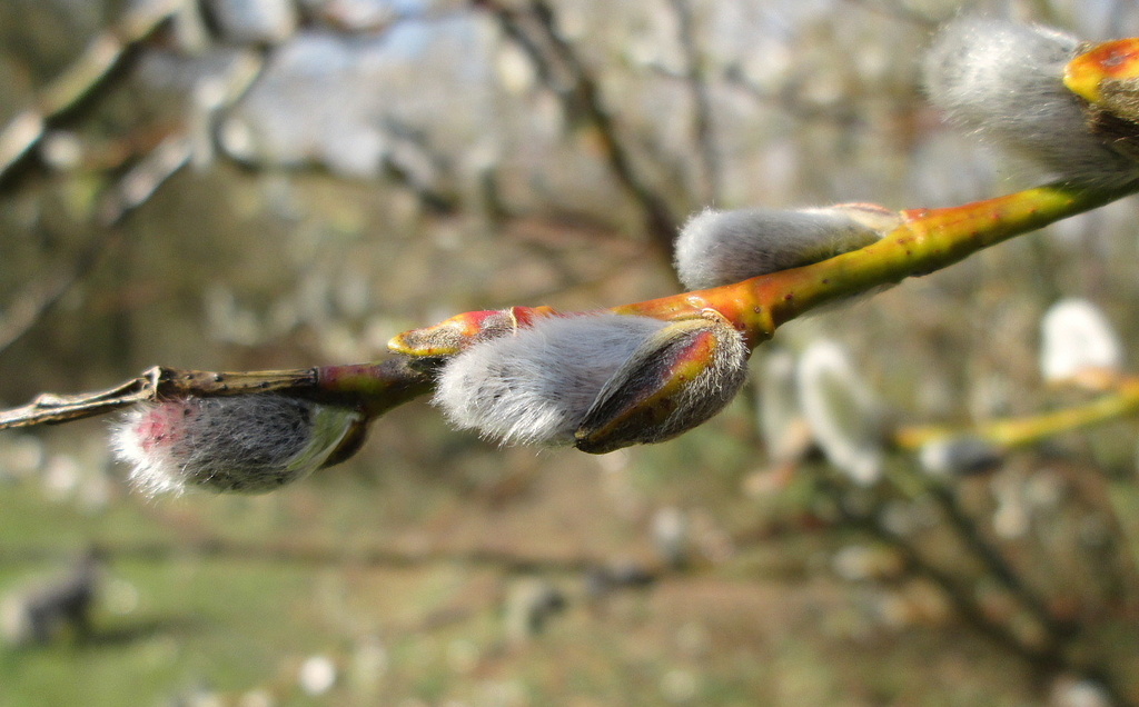 pussy willow on our morning walk today by quietpurplehaze