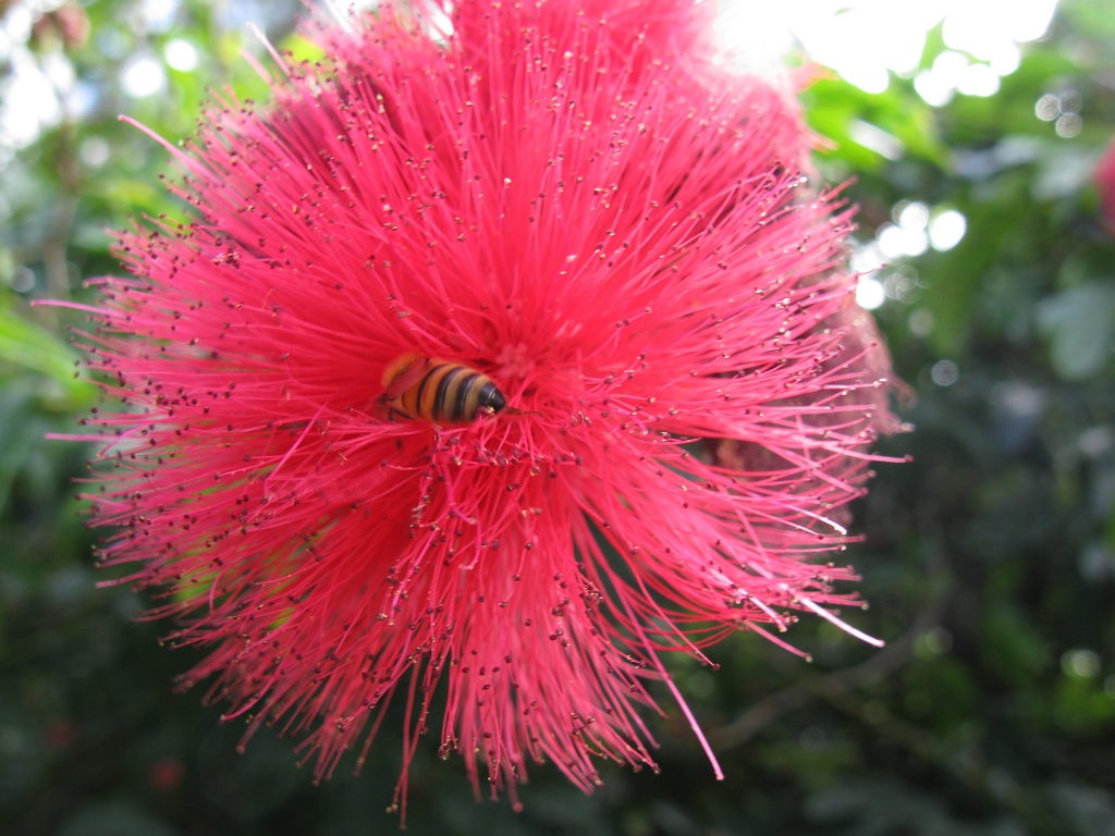 Busy Bee on a Pom Pom Bottle Brush Flower by loey5150