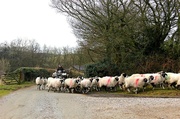 14th Mar 2013 - Turning the sheep.
