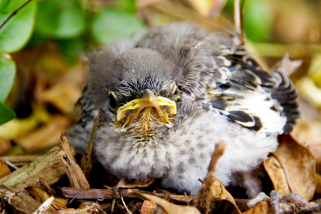 Baby Mockingbird by danette