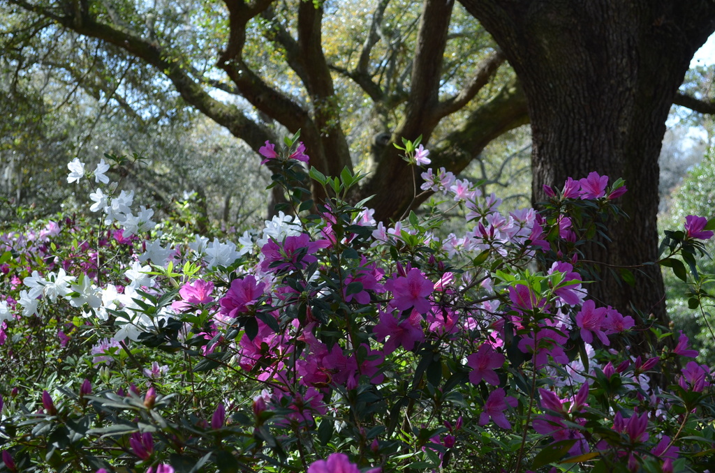 Azaleas and live oaks, Charleston, SC by congaree