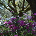 Azaleas and live oaks, Charleston, SC by congaree