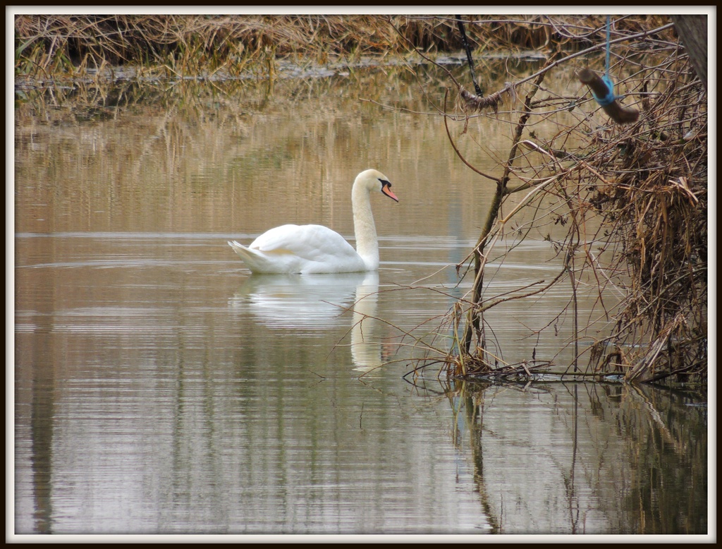 Swan Lake by rosiekind