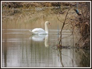 14th Mar 2013 - Swan Lake