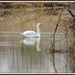 Swan Lake by rosiekind