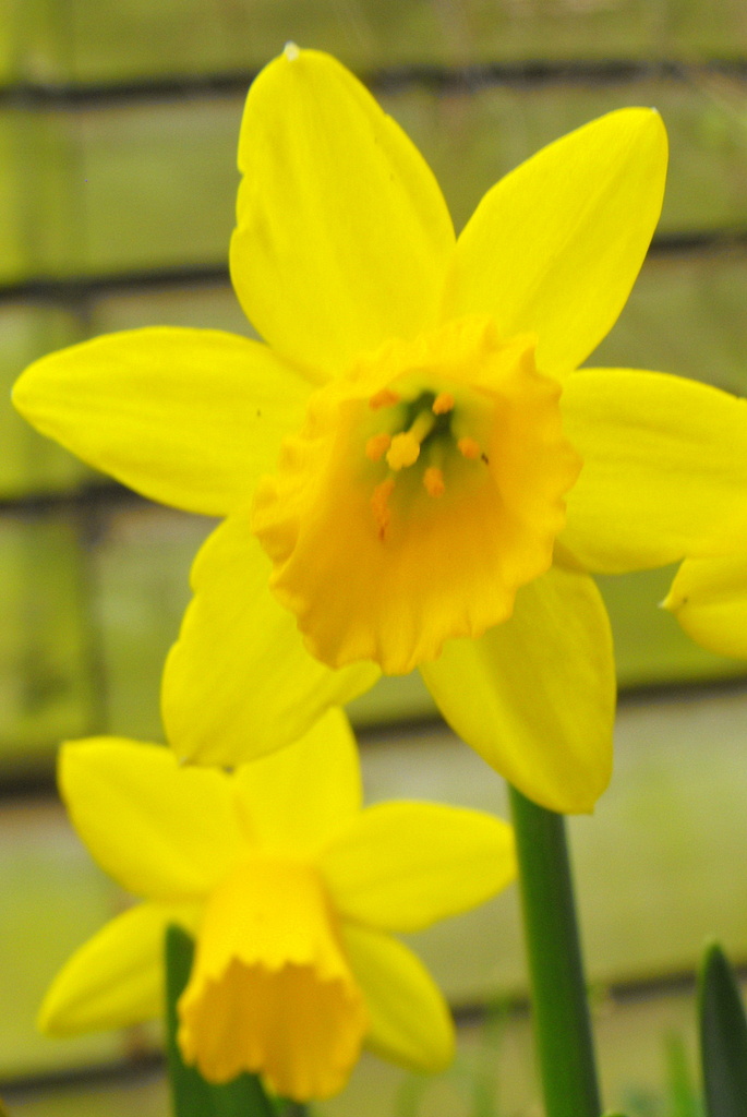 Miniature daffodils ..  by snowy