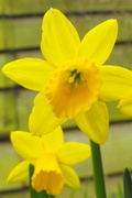 14th Mar 2013 - Miniature daffodils .. 
