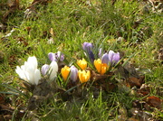 13th Mar 2013 - Spring Flowers, Autumn Leaves