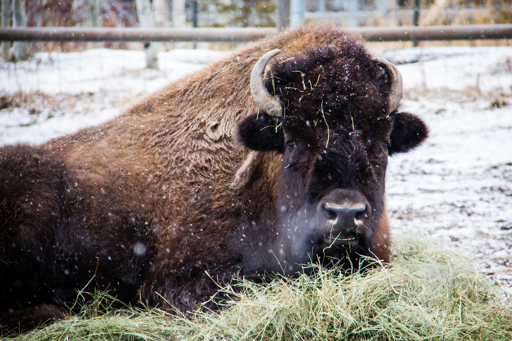 Snowy Buffalo by kph129
