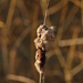 Sun Fading, Cattail Too by darylo