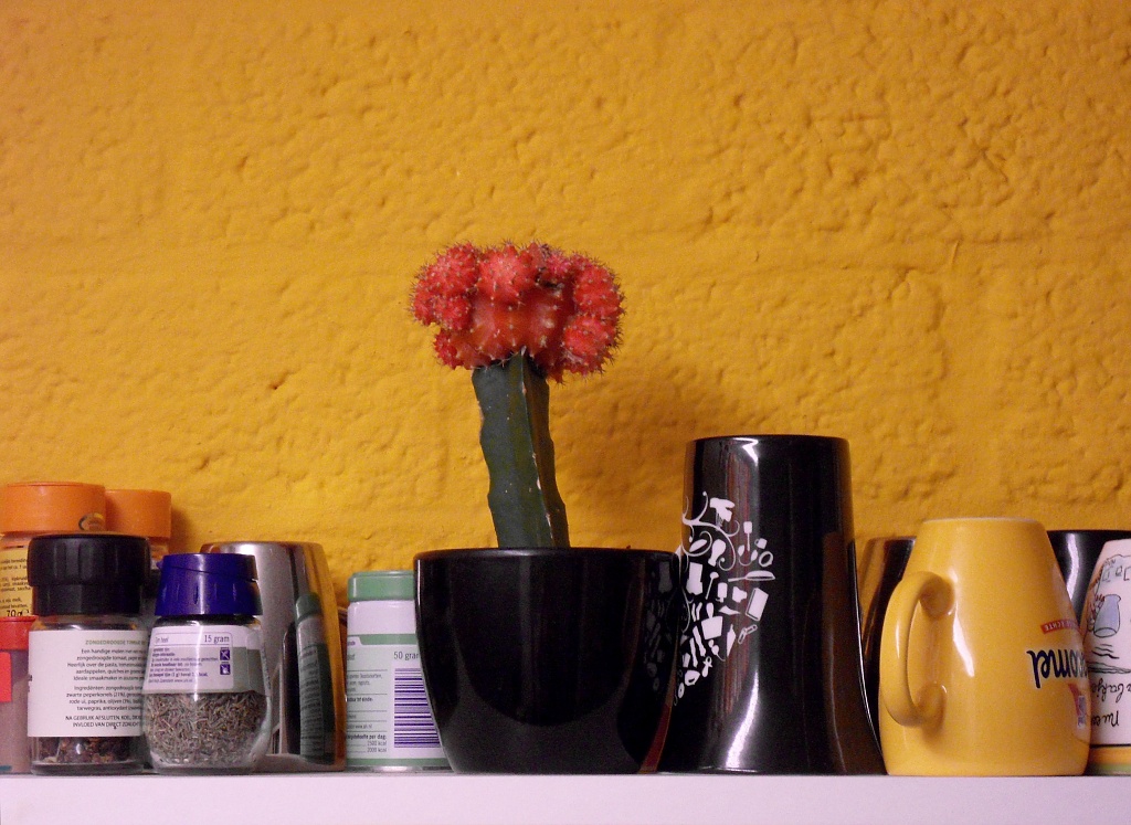 Cactus by berend
