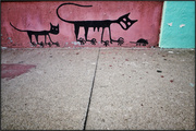 12th Mar 2013 - Cats and a Mouse on a Wall