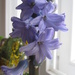 hyacinth by inspirare