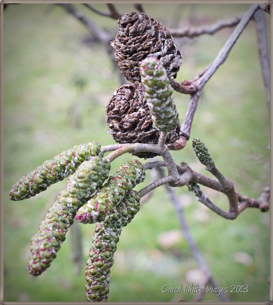 Catkins And Cones by carolmw