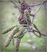 15th Mar 2013 - Catkins And Cones
