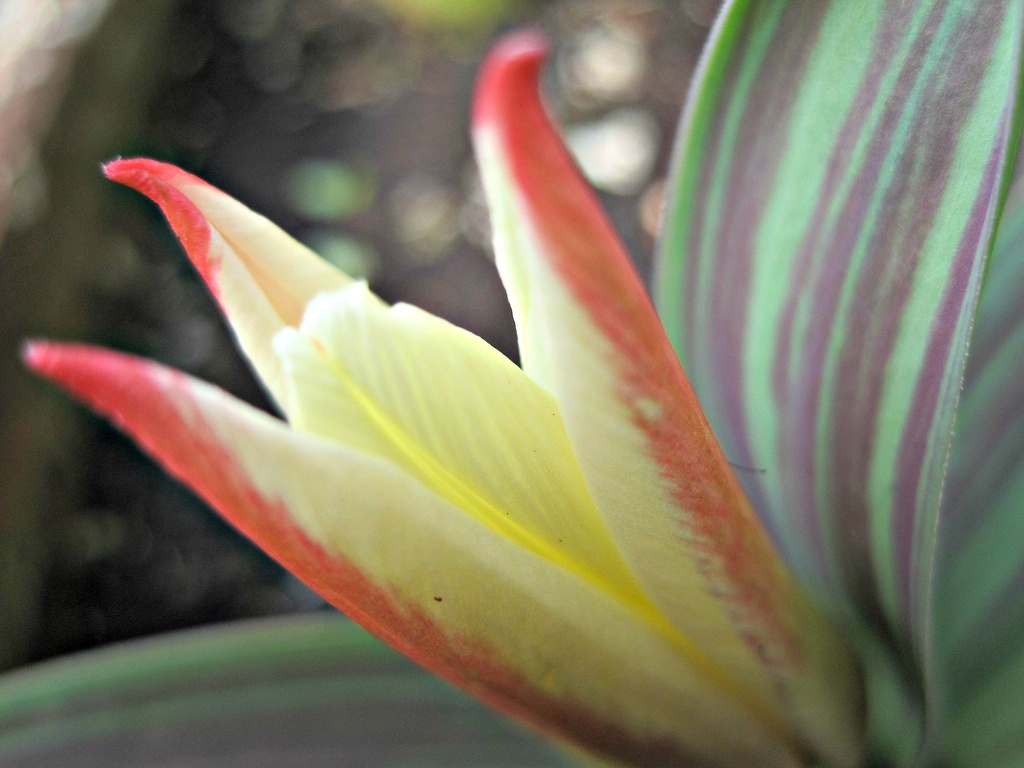 'autumn to spring': first tulip in our garden by quietpurplehaze