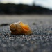 Empty Shell by jesperani