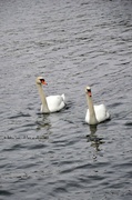 13th Mar 2013 - Swans in Geneva's lake 