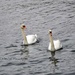 Swans in Geneva's lake  by parisouailleurs