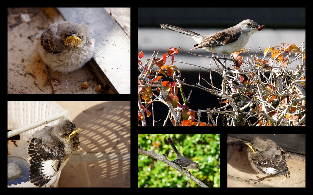 Continuing Saga of the baby Mockingbird! by danette