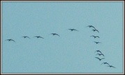 15th Mar 2013 - Another V formation