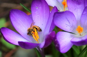 15th Mar 2013 - Busy Bee